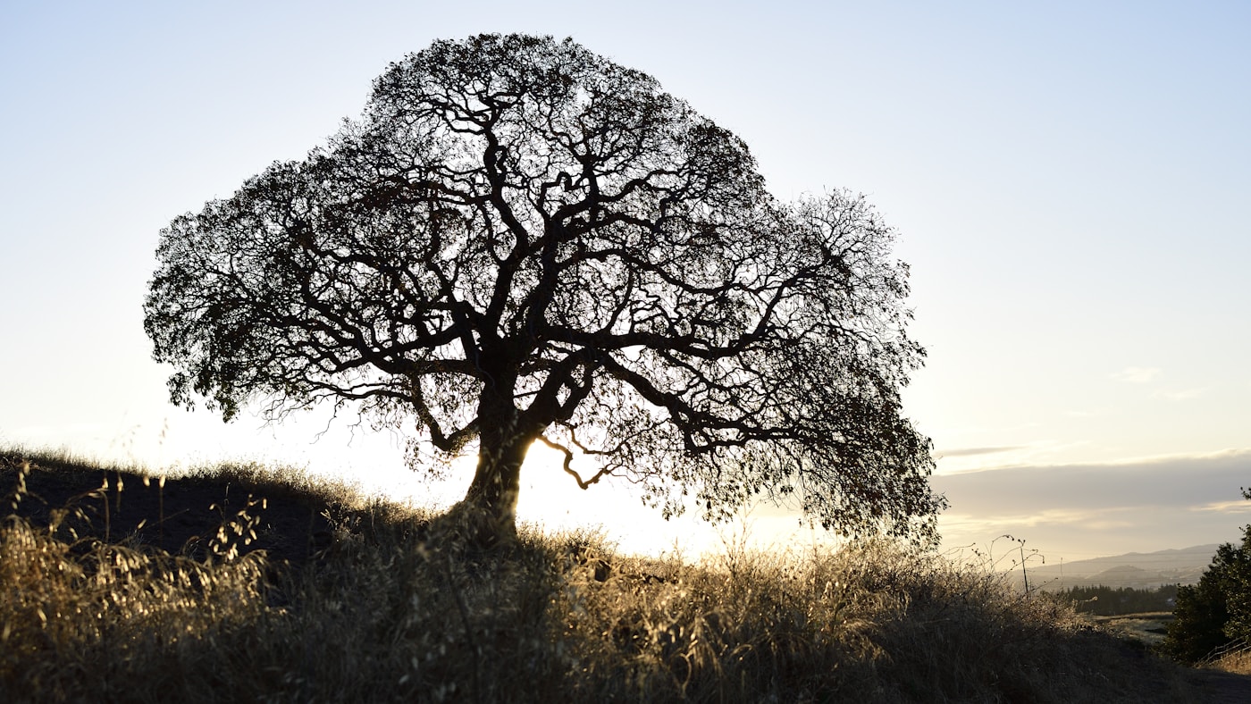 Oak tree on the Walnut Creek hills at golden hour, same-day service in Northgate and Rossmoor